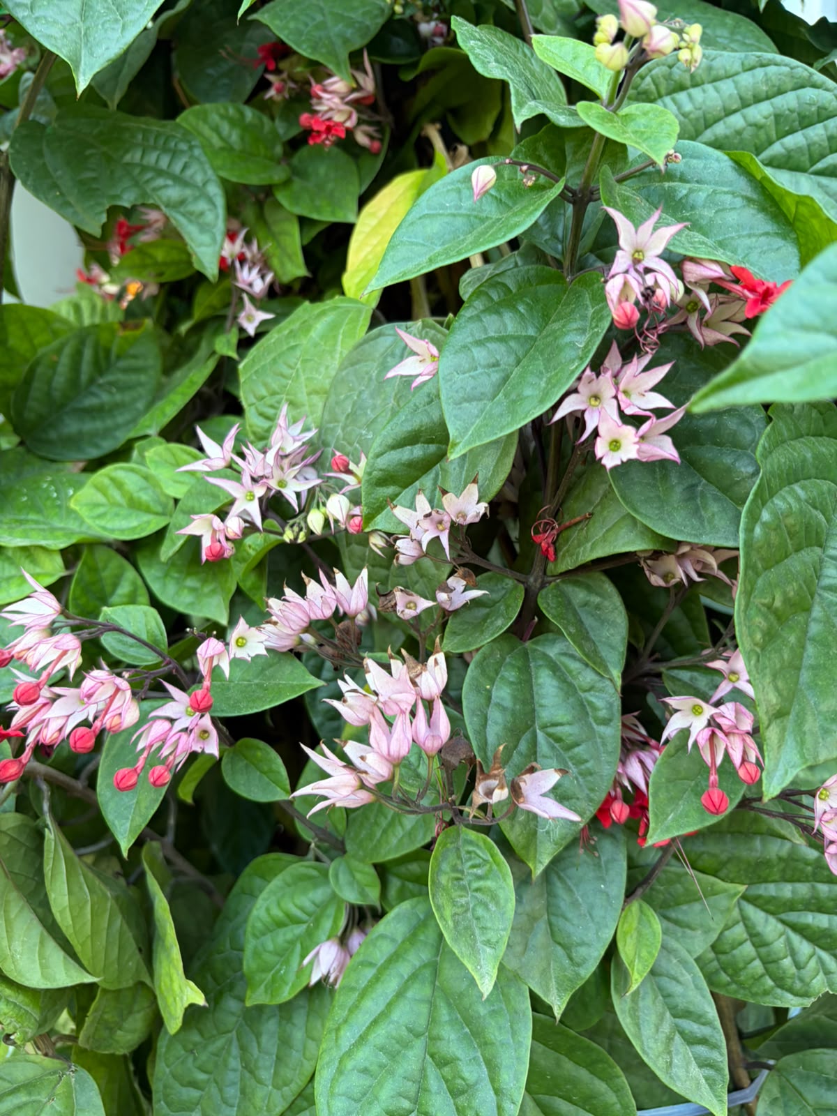 Chlorodendrum