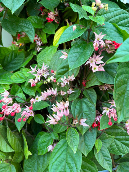 Chlorodendrum