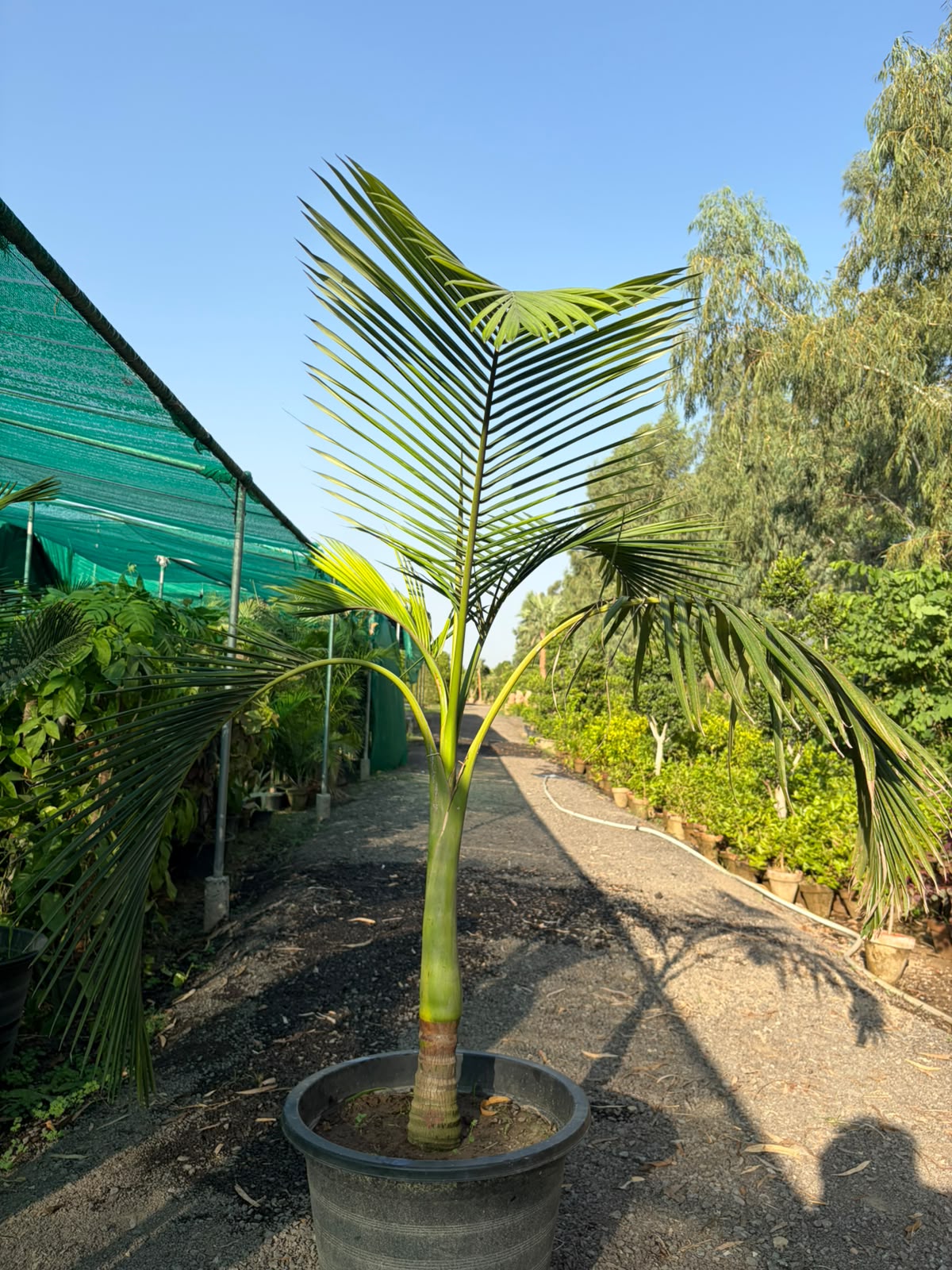 Alexandera Palm