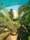 Dune Palm