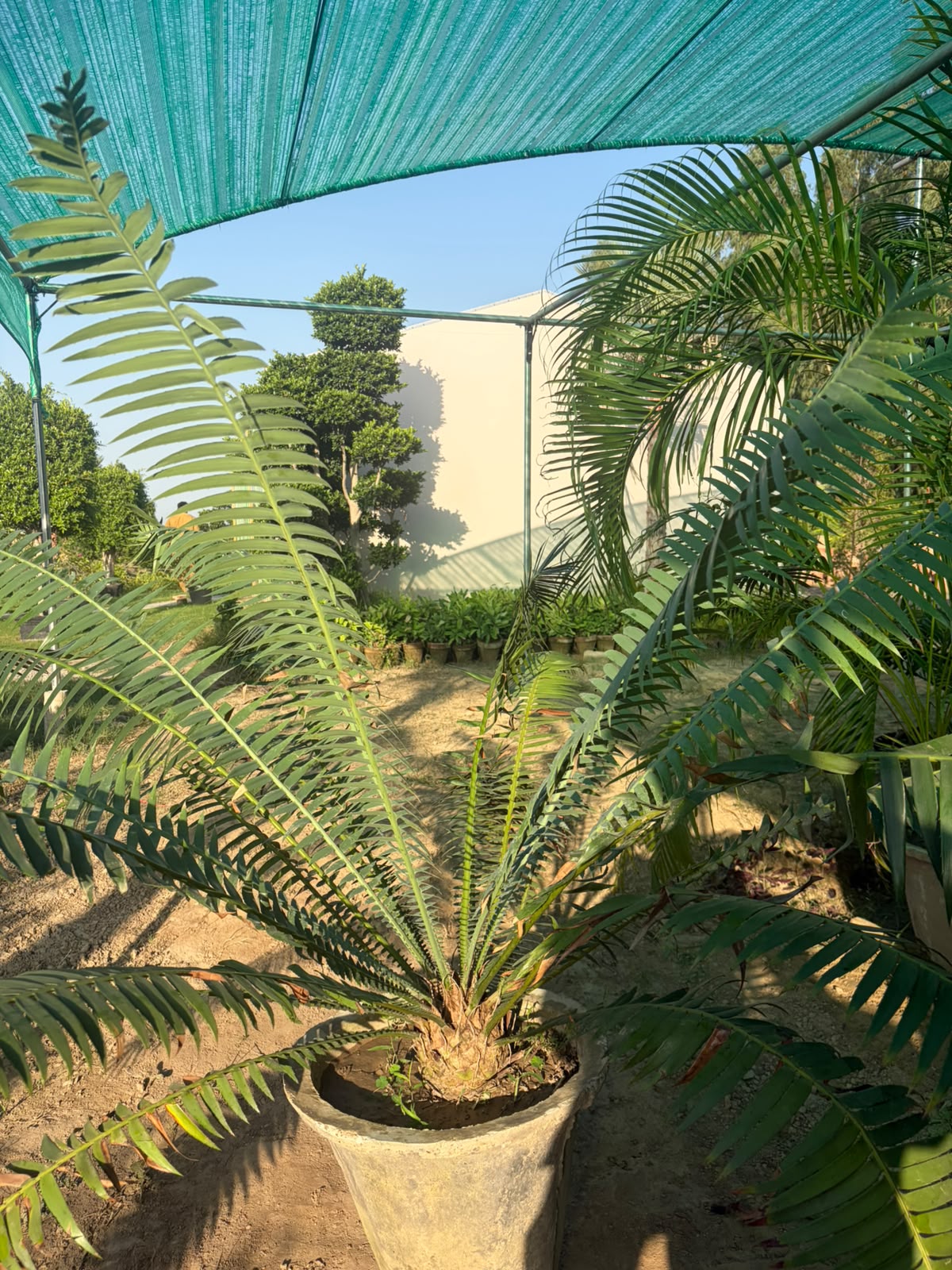 Dune Palm