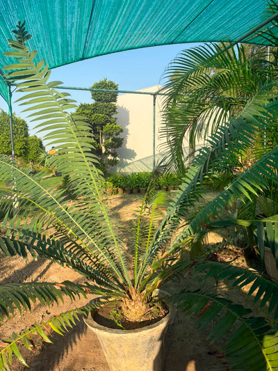 Dune Palm