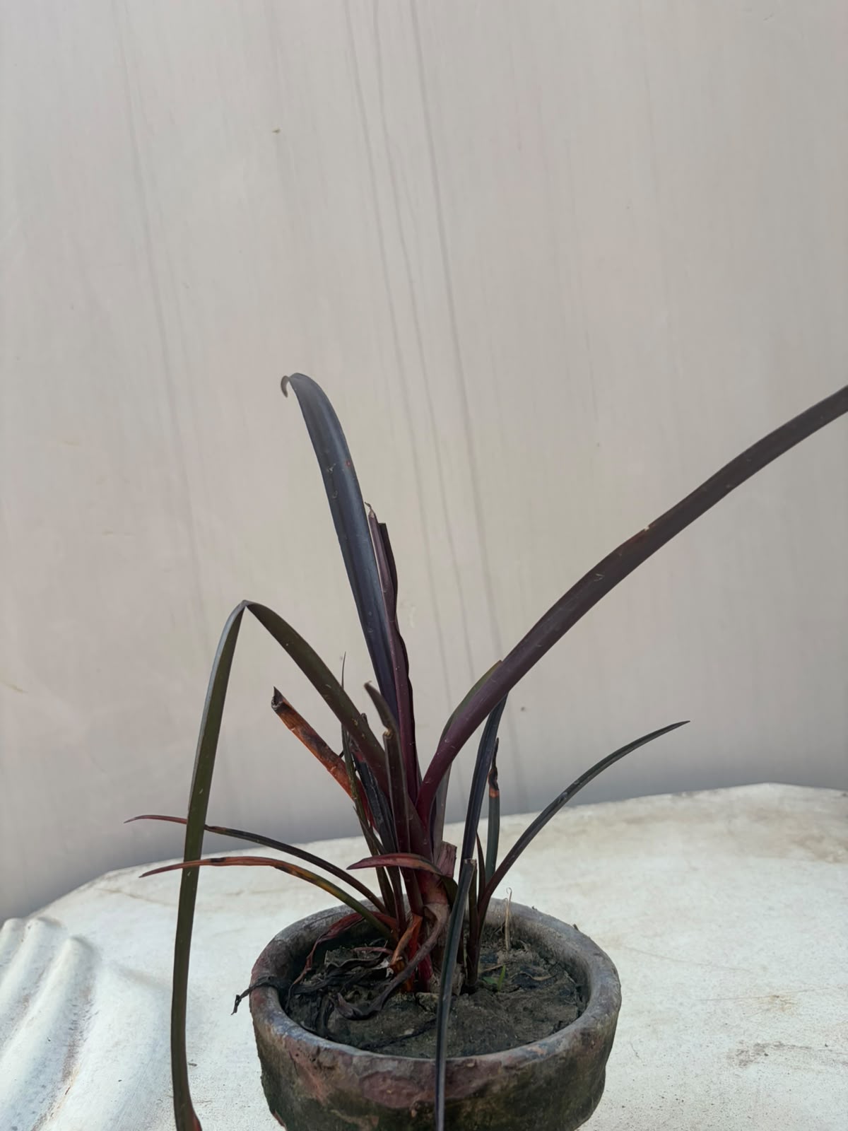 American Lily