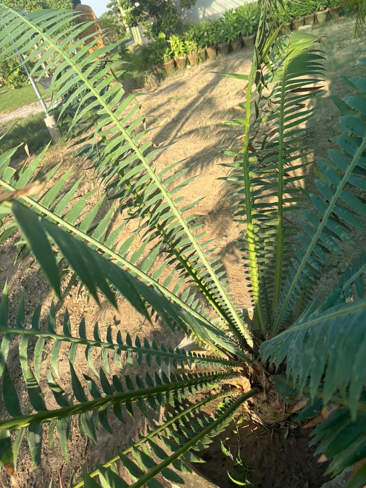 Dune Palm