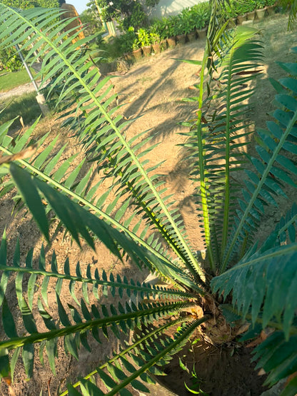 Dune Palm