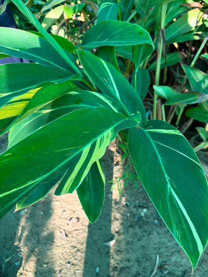 Arpenium