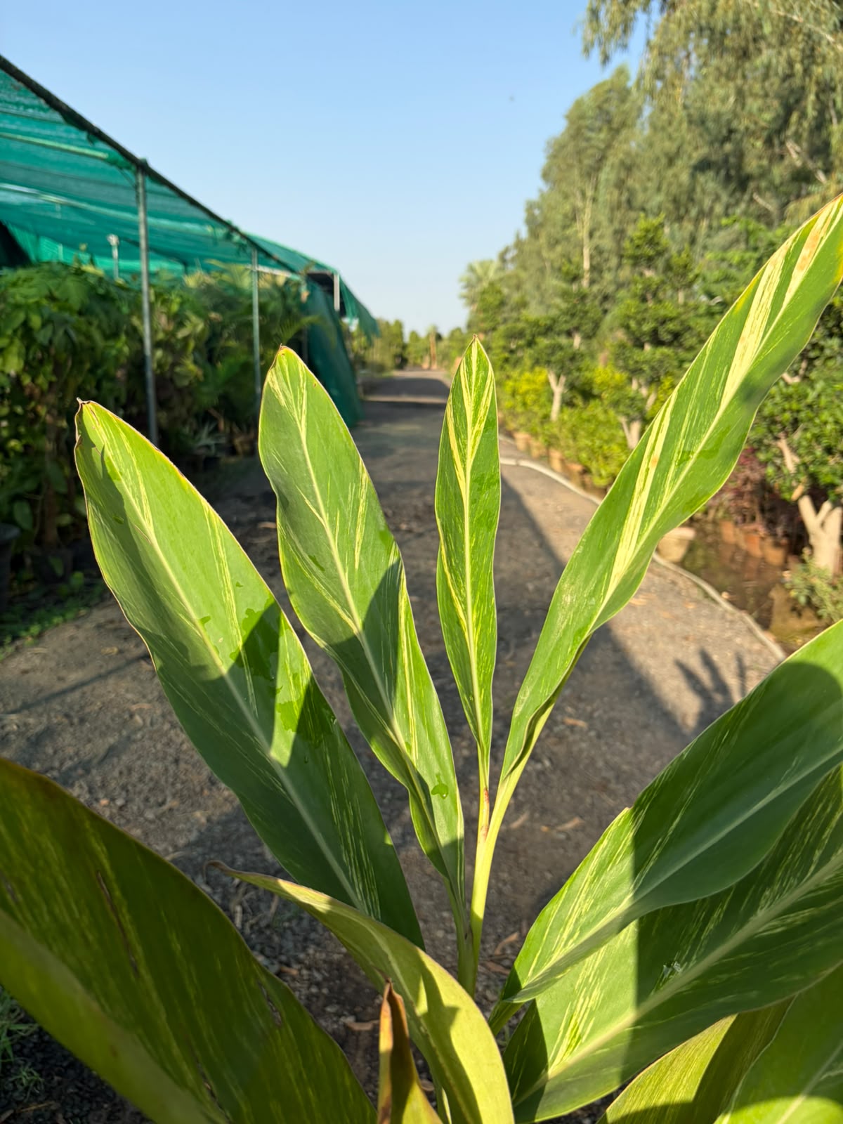 Arpenium