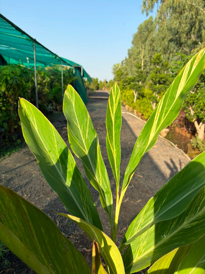 Arpenium
