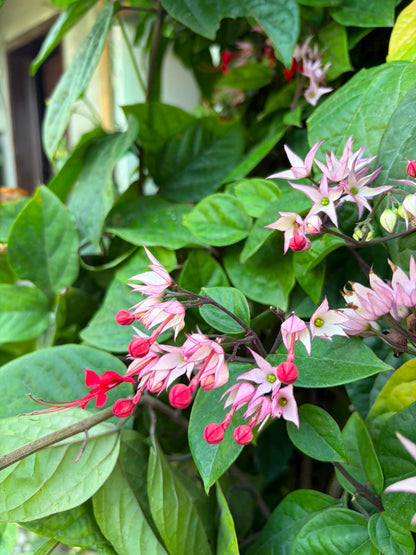 Chlorodendrum