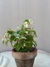 China Rose