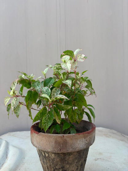 China Rose