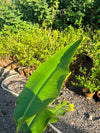 Banana Palm