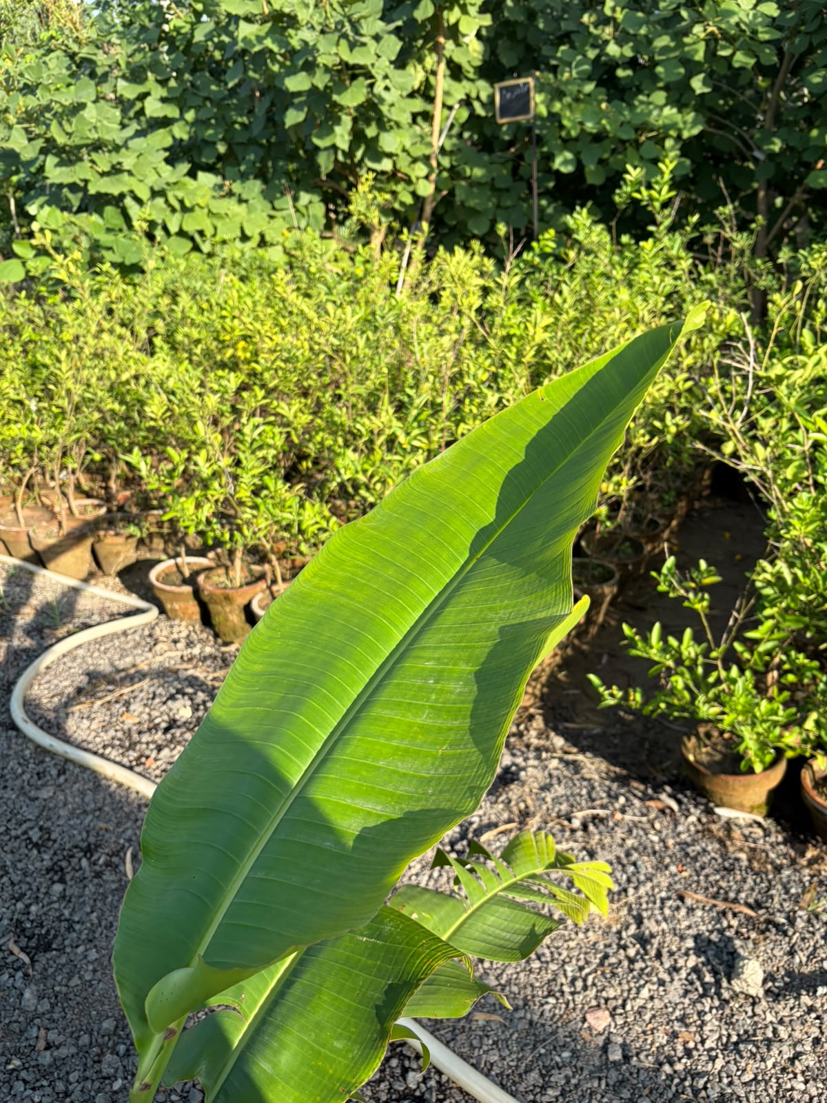 Banana Palm