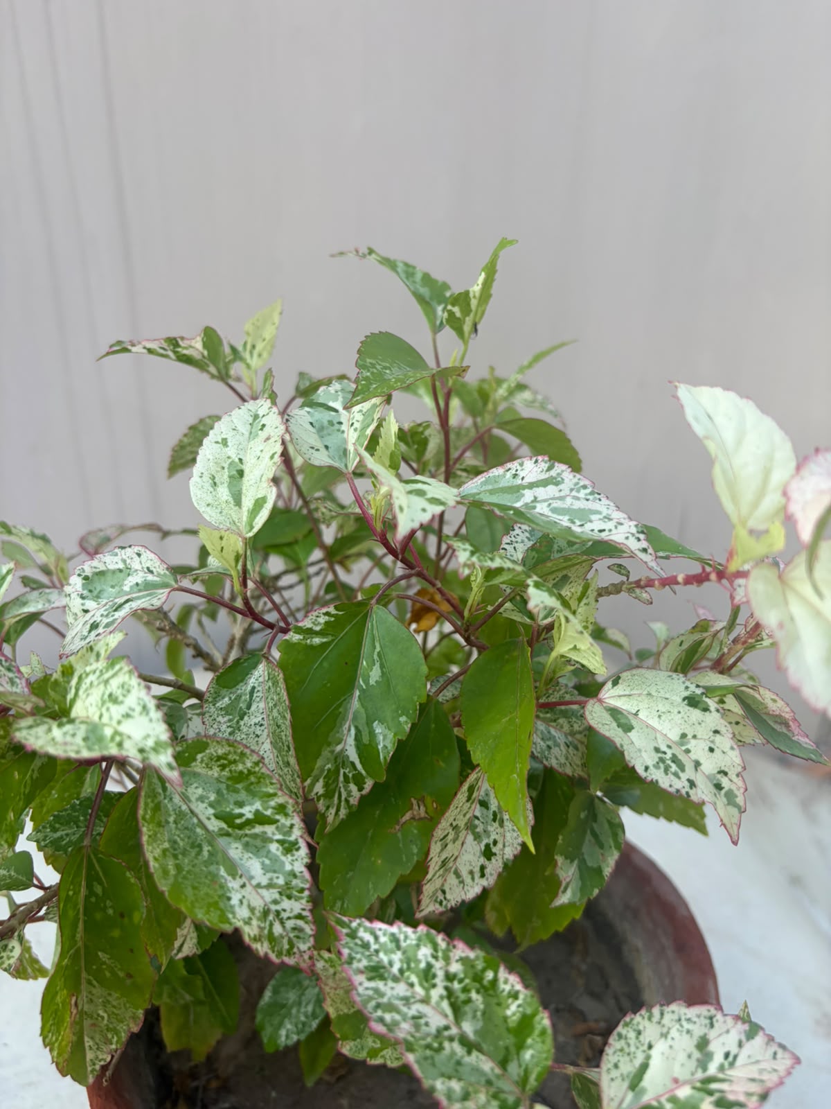 China Rose