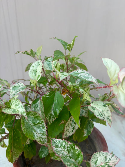 China Rose