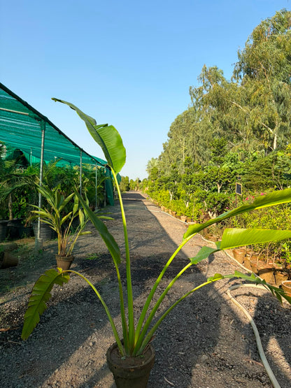 Banana Palm