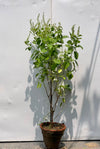 Tulsi Plant (Holy Basil)