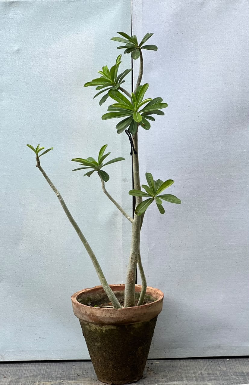 Adenium Plant (Desert Rose)