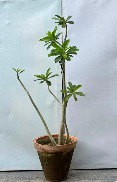 Adenium Plant (Desert Rose)