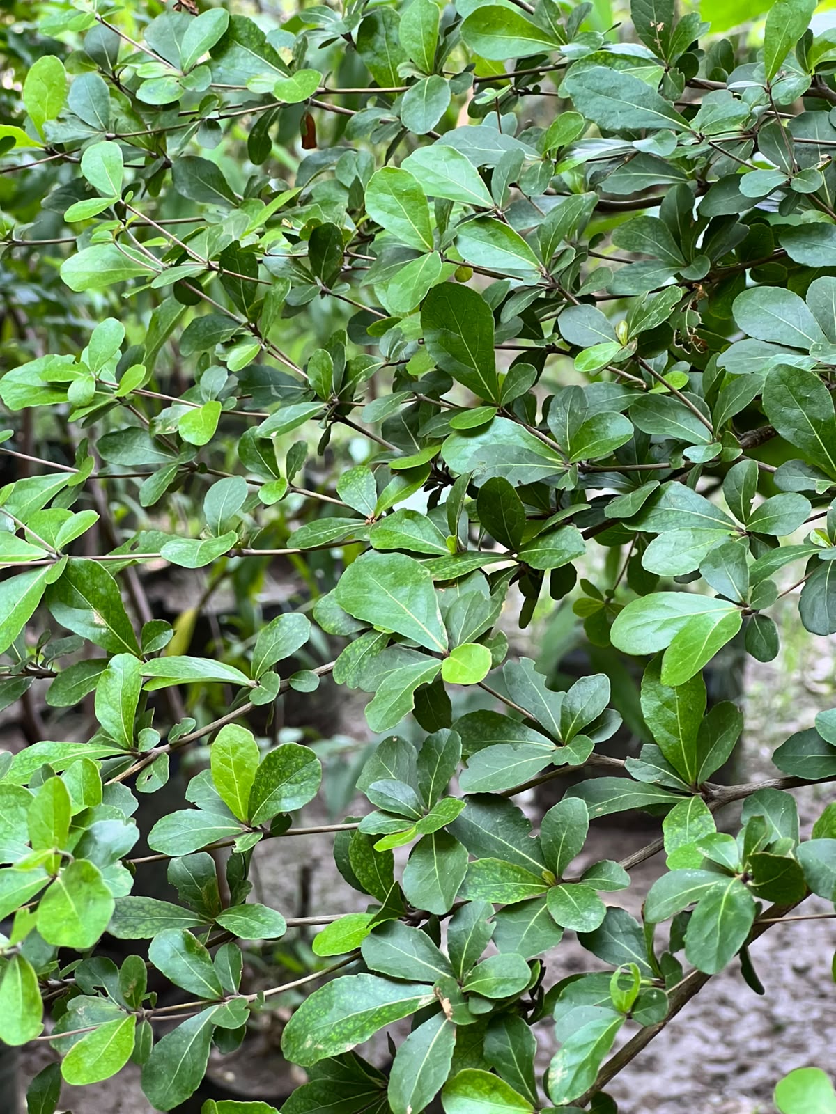 Terminalia Tree (Umbrella Landscape Tree), photo 3