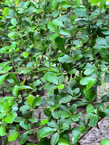 Terminalia Tree (Umbrella Landscape Tree), photo 3