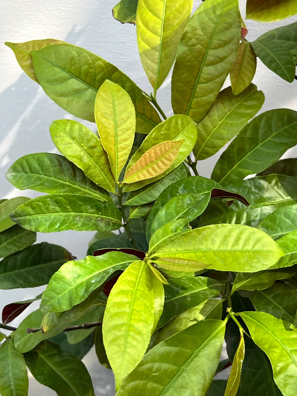 Asociere Plant (Chinese Croton, aka Aerocaria), photo 3