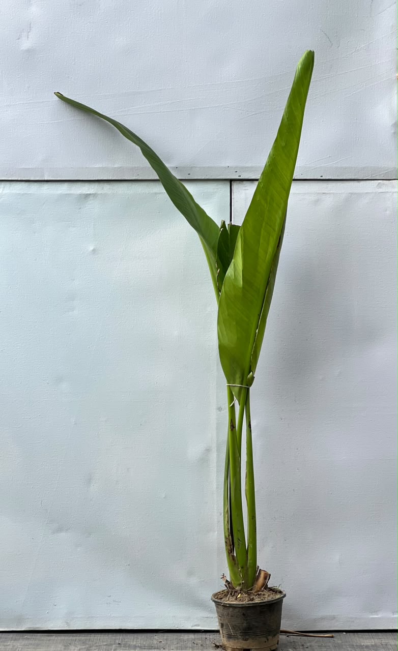Banana Fruit Plant (Live Kela)