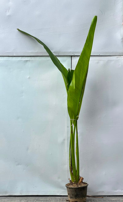 Banana Fruit Plant (Live Kela)