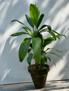 Dry Senia Plant (Dracaena Houseplant)