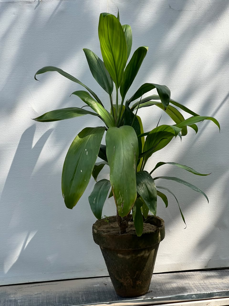Dry Senia Plant (Dracaena Houseplant)