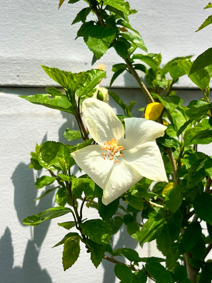 Hibiscus Plant (Tropical Gurhal Flower, aka Hibuscus), photo 3