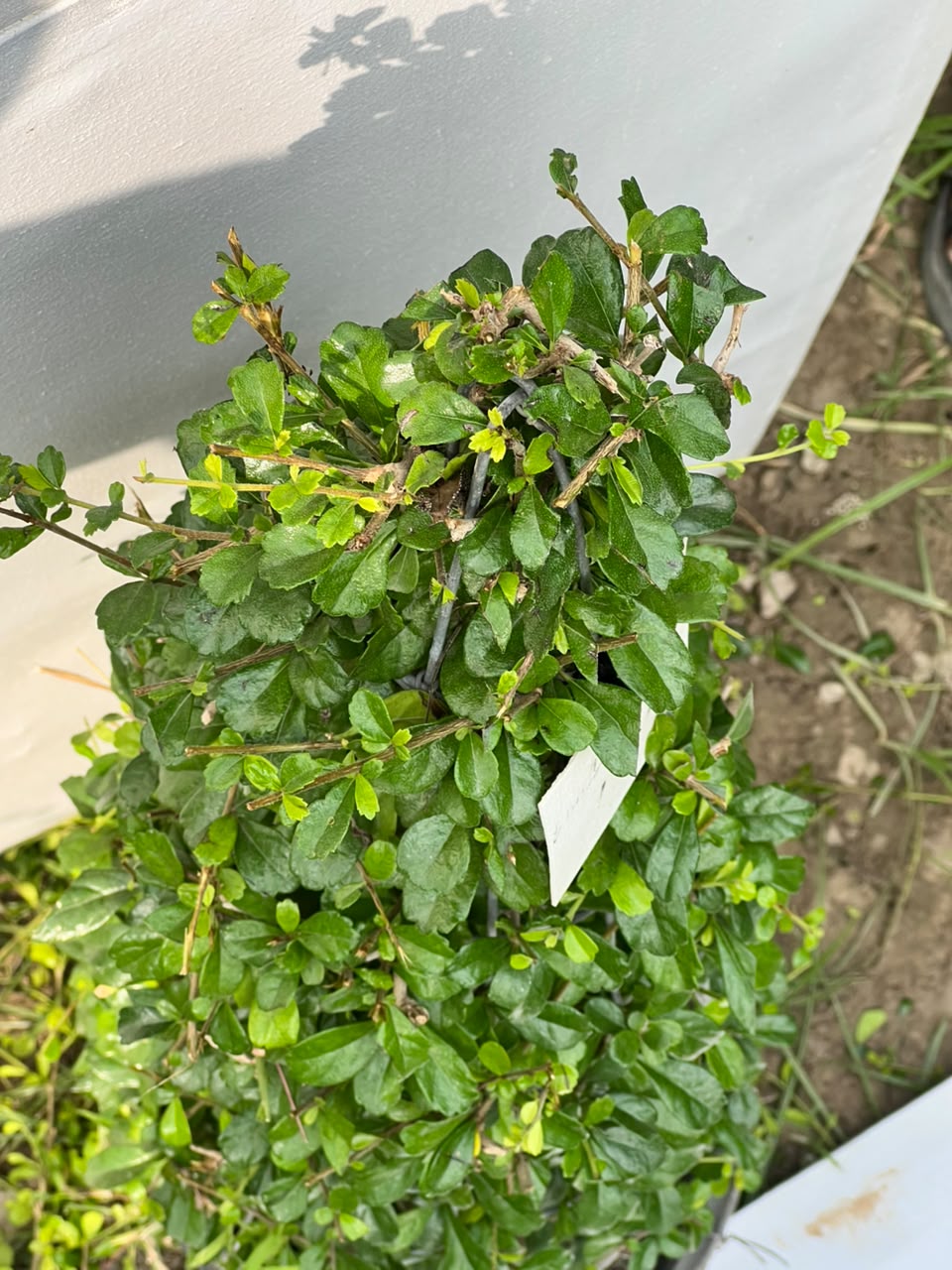 Buxus Cone Plant (Live Boxwood Cone), photo 3