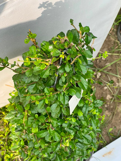 Buxus Cone Plant (Live Boxwood Cone), photo 3