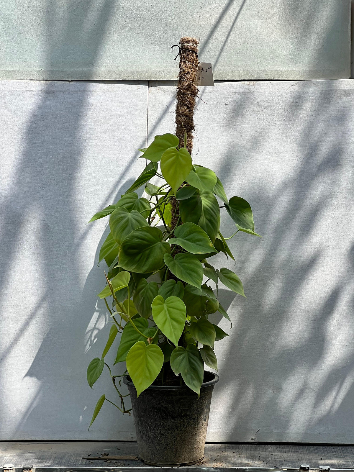 Money Plant (Golden Pothos), photo 4