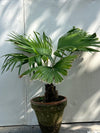 Table Palm Plant (Compact Indoor Palm)