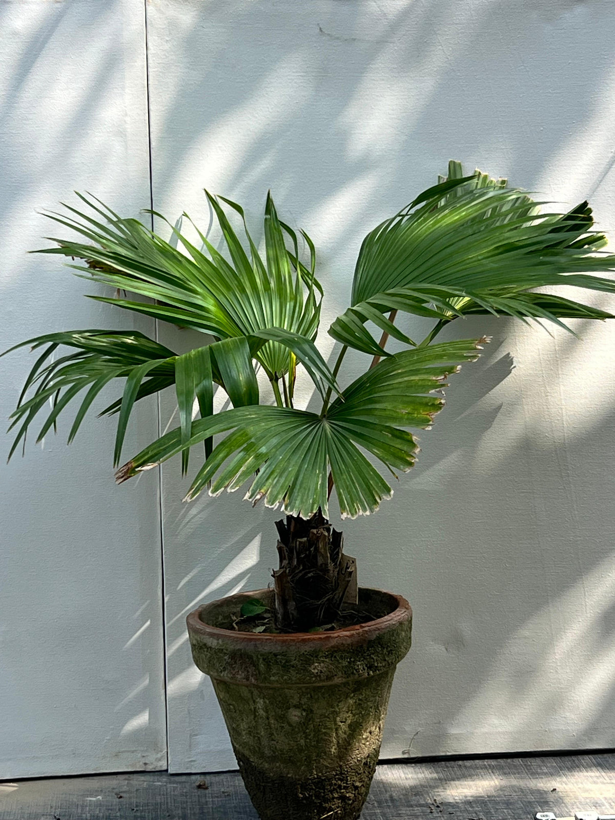 Table Palm Plant (Compact Indoor Palm)
