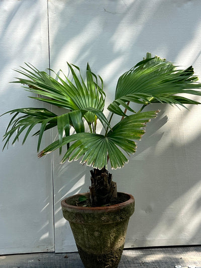 Table Palm Plant (Compact Indoor Palm)