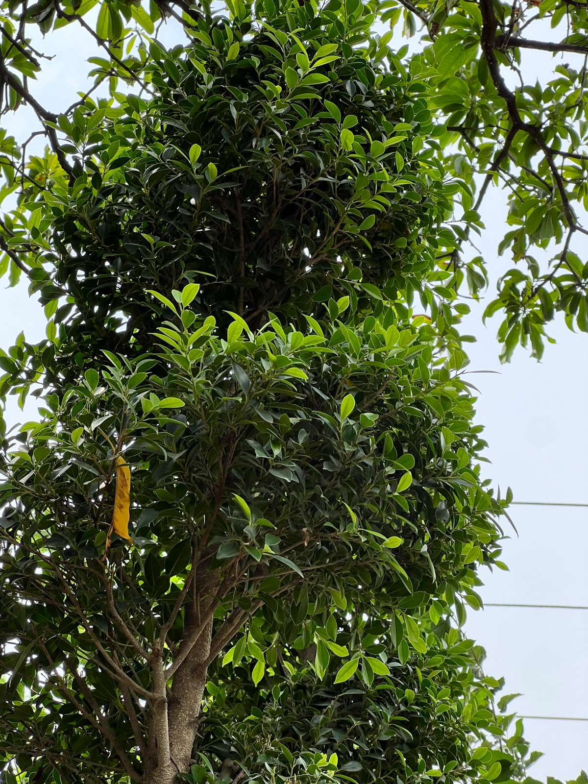 Spiral Grafted Tree (Grafted Spiral Form), photo 3