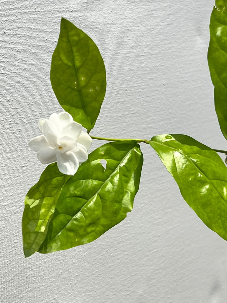 Motia Plant (Arabian Jasmine), photo 3