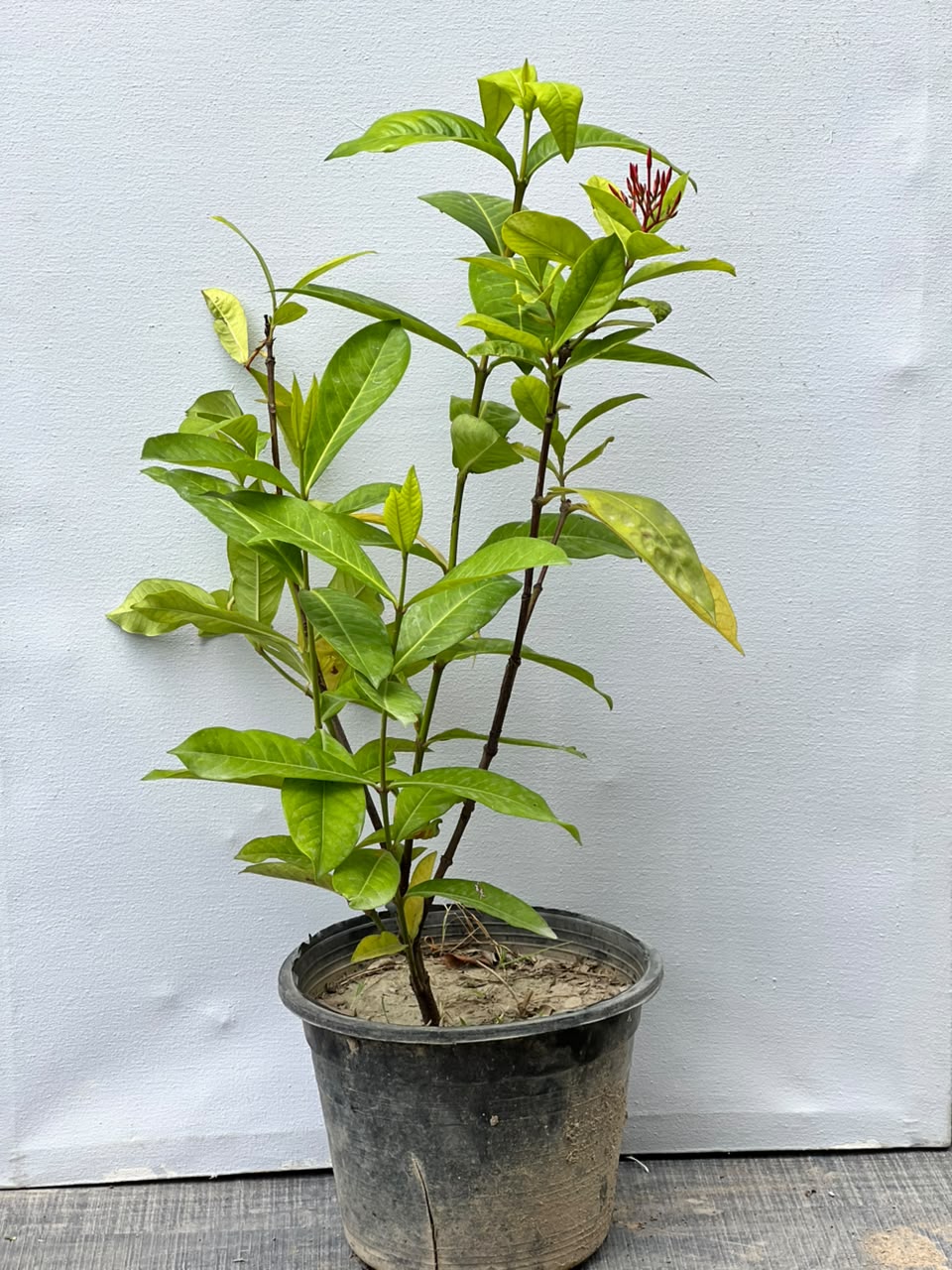 Ixora Plant (Pink Ezoora Shrub, aka Agzovra)