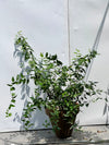 Jasmine Star Plant (Star Jasmine Flower)