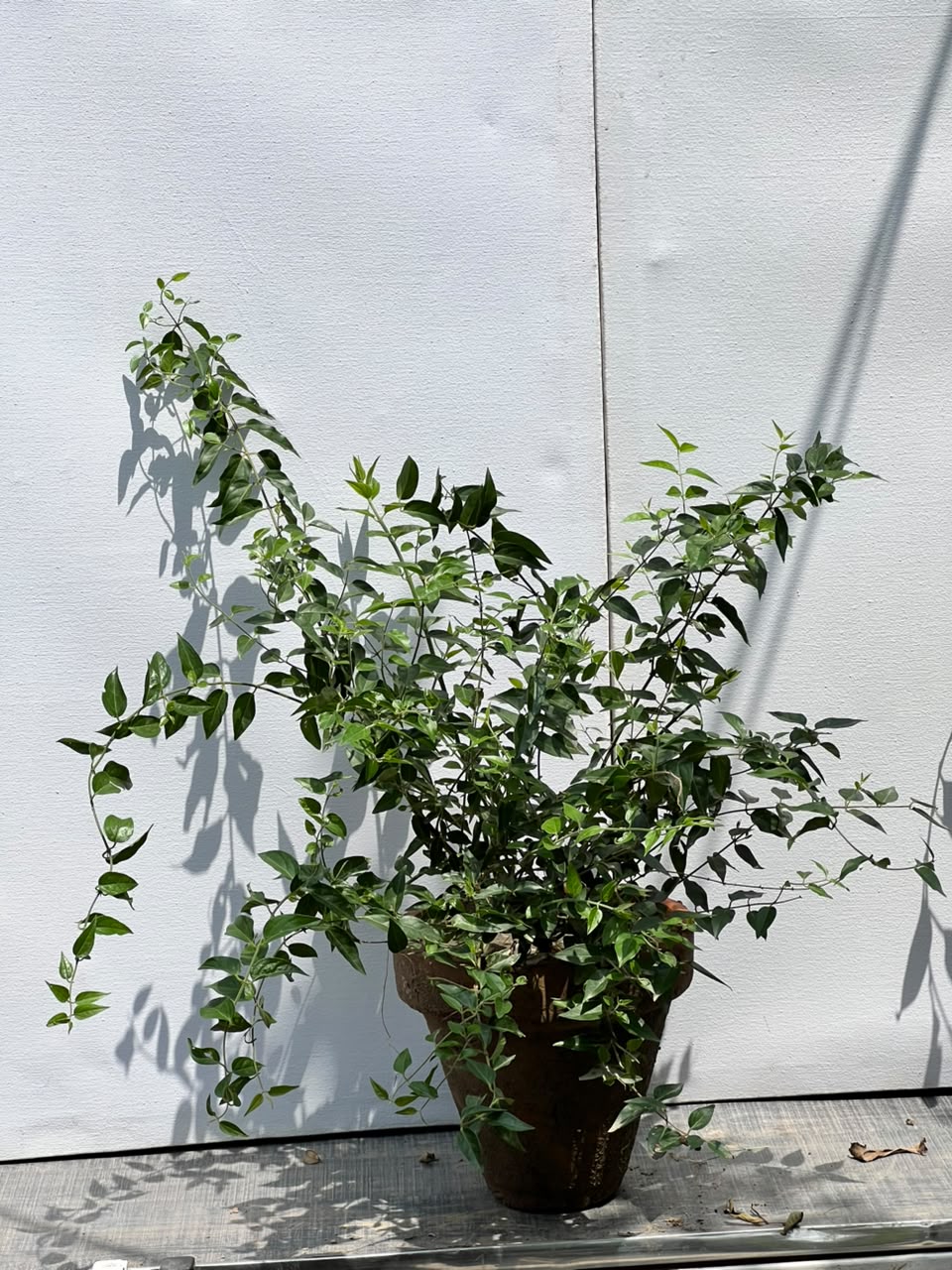 Jasmine Star Plant (Star Jasmine Flower)