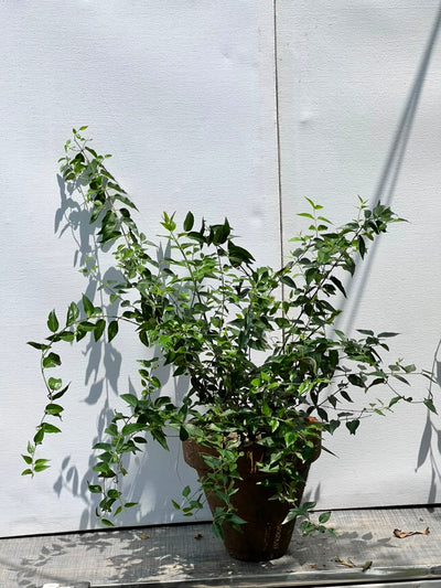 Jasmine Star Plant (Star Jasmine Flower)