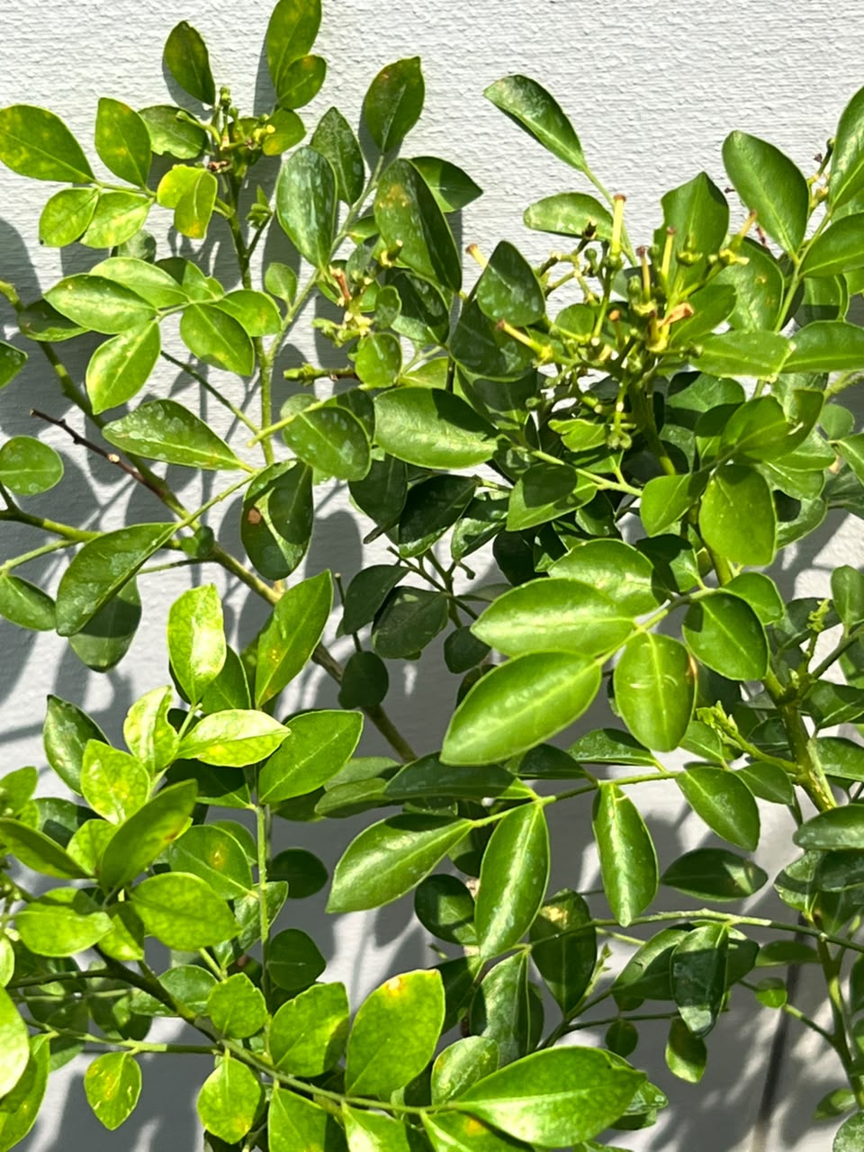 Marjoram Plant (Marwa Culinary Herb), photo 3