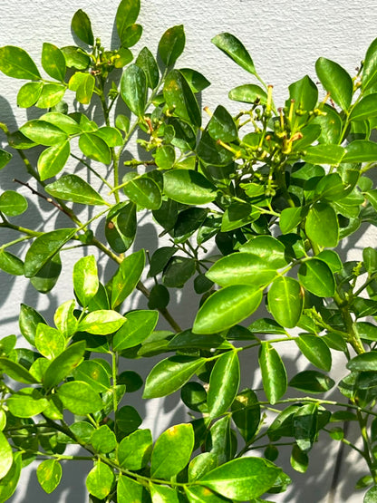 Marjoram Plant (Marwa Culinary Herb), photo 3