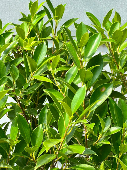 Grill Ficus Tree (Hedge Topiary Ficus), photo 3
