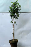 Black Ficus Tree (Dark Variegated Ficus)