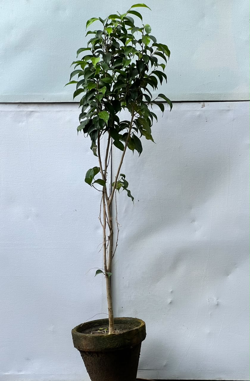 Black Ficus Tree (Dark Variegated Ficus)