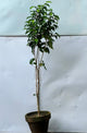 Black Ficus Tree (Dark Variegated Ficus)