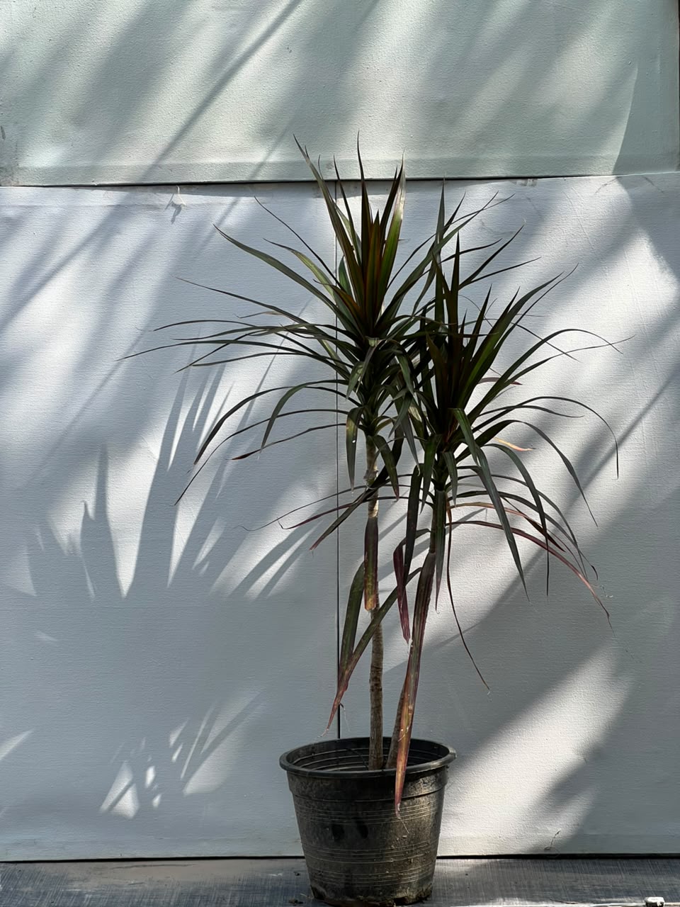 Dracaena Marginata Plant (Madagascar Dragon Tree), photo 4